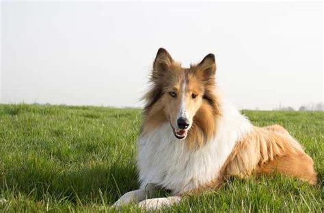 what-kind-of-dog-is-lassie-pictures-cost image