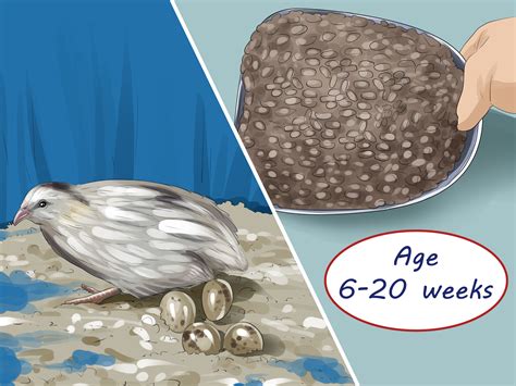 4-ways-to-feed-quail-wikihow image