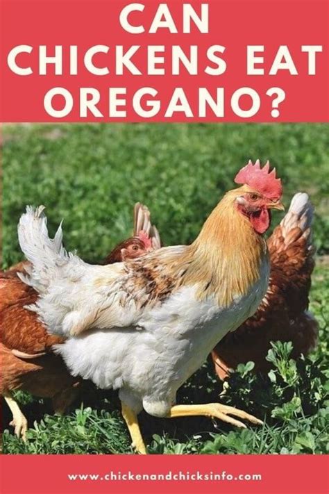 can-chickens-eat-oregano-a-chicken-chicks-info image