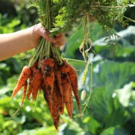 honey-whipped-carrots-the-prairie-homestead image
