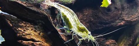 amano-shrimp-care-diet-breeding image