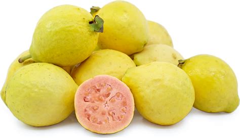 pink-guavas-information-recipes-and-facts-specialty image
