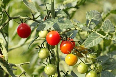 topping-tomato-plants-pros-and-cons-fully-explained image