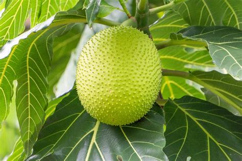 common-breadfruit-varieties-different-types-of image