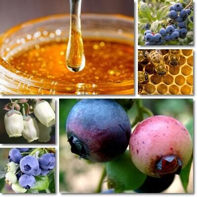 properties-and-benefits-of-blueberry-honey-natureword image