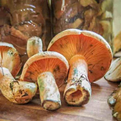 pickled-saffron-milk-cap-mushrooms-recipe-chef image