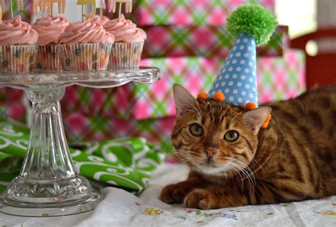 19-purr-fect-cat-birthday-party-ideas-shutterfly image