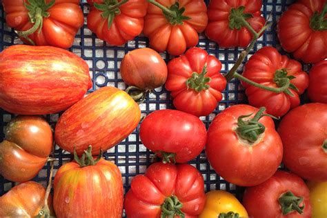 a-guide-to-italian-tomatoes-features-jamie-oliver image