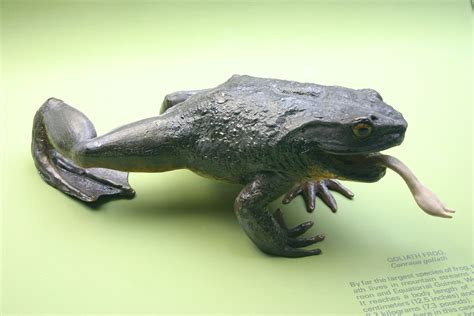 goliath-frog-wikipedia image