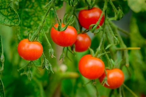 the-best-fertilizer-for-tomatoes-of-2022-top-picks-by image