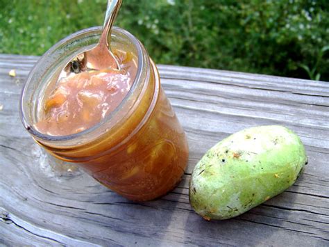 cooking-with-pawpaws-recipes-and-more-tree image