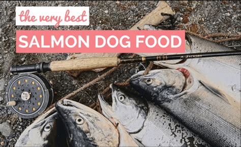 10-best-salmon-dog-foods-reviews-updated-2022 image