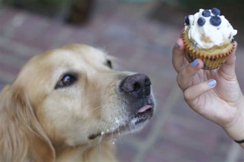 blueberry-dog-cupcake-recipe-blueberry-muffins-for-dogs image