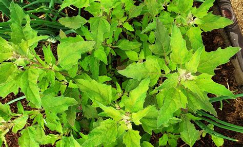 all-about-lambsquarters-or-huauzontles-how-to image