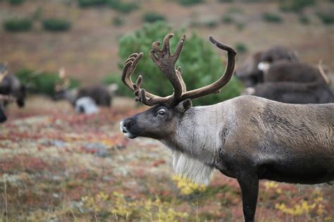 what-do-reindeers-eat-what-do-animals-eat image