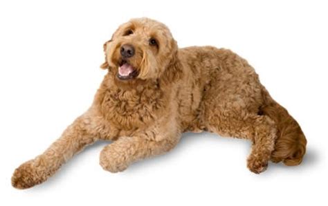 goldendoodle-guide-breed-temperament image