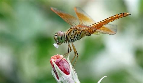 what-do-dragonflies-eat-exploration-squared image