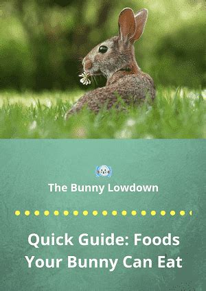 what-do-rabbits-eat-the-66-item-ultimate-rabbit-food image