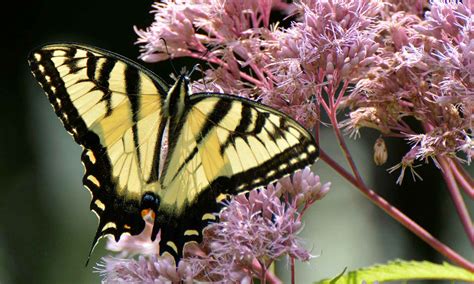 food-for-butterflies-our-habitat-garden image