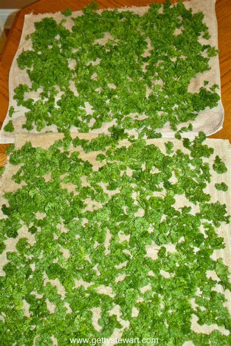 how-to-harvest-and-freeze-parsley-for-best-flavor image