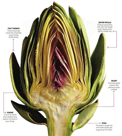 how-to-eat-an-artichoke-chatelaine image