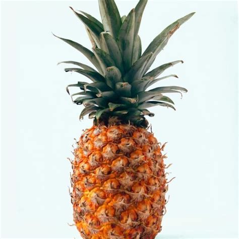 pineapple-all-fruit-jam-pomonas-universal-pectin image
