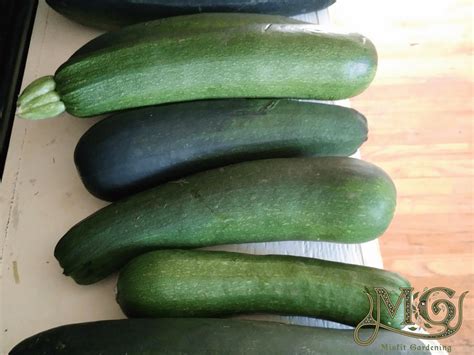 how-to-make-zucchini-wine-step-by-step-misfit image