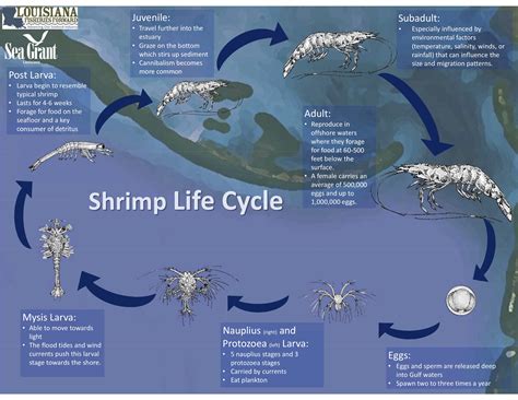shrimp-louisiana-direct-seafood image