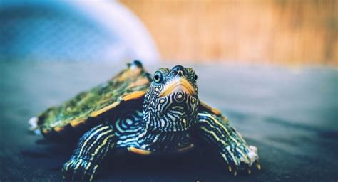 what-to-feed-a-turtle-6-easy-steps-with-pictures image