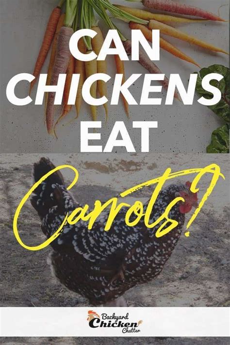 can-chickens-eat-carrots-backyard-chicken-chatter image