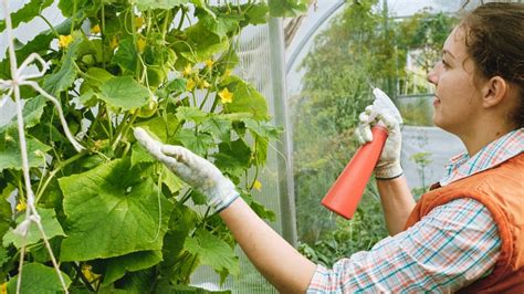 top-6-best-fertilizers-for-cucumbers-may-2022 image