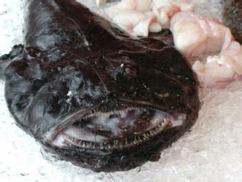 monkfish-hot-pot-anko-nabe-あんこう鍋-just-one image