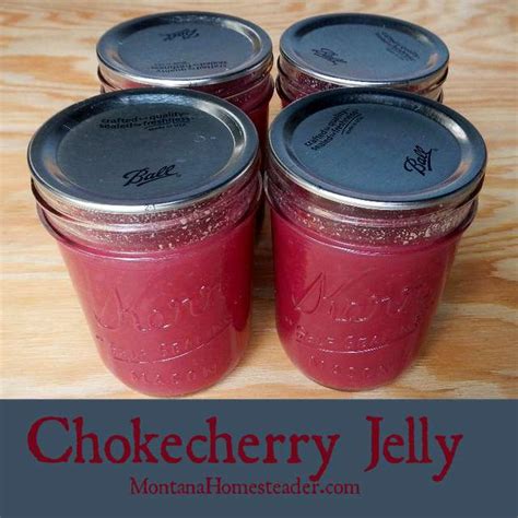 chokecherry-jelly-montana-homesteader image