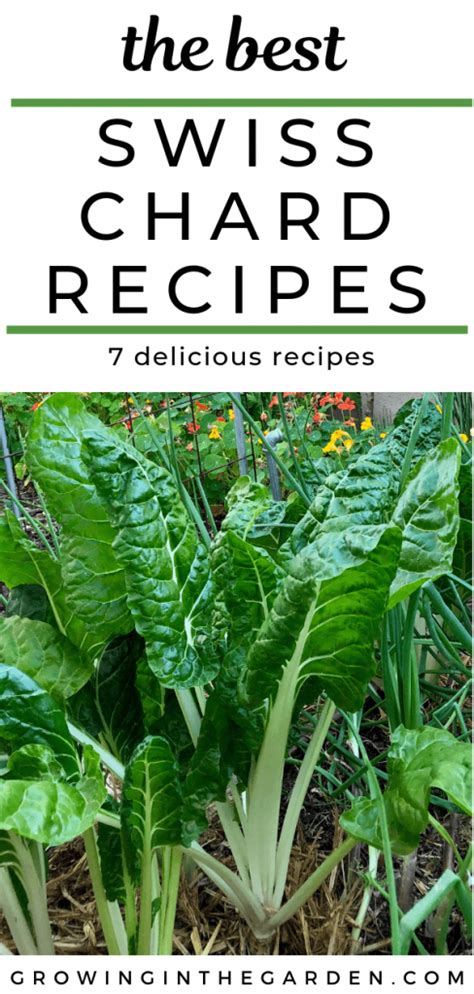 7-best-recipes-for-swiss-chard-growing-in-the-garden image