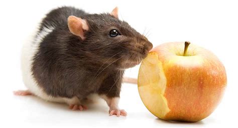 25-safe-foods-for-rats-and-20-to-avoid-as-they-are image