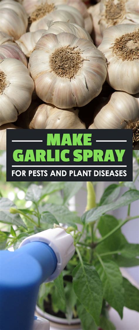 make-garlic-spray-for-pests-and-plant-diseases-epic image