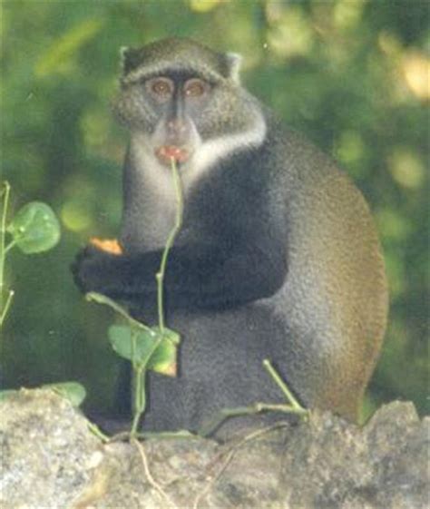 cercopithecus-mitis-blue-monkey-animal-diversity-web image