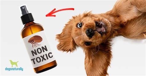 natural-flea-treatments-for-dogs-dogs-naturally image