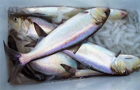 how-to-cook-shad-fish-eating-american-shad-fish image