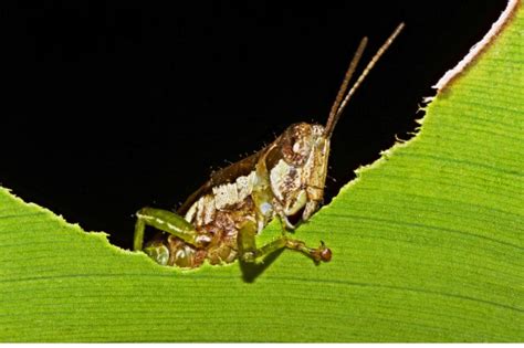 what-do-grasshoppers-eat-and-drink-explained image