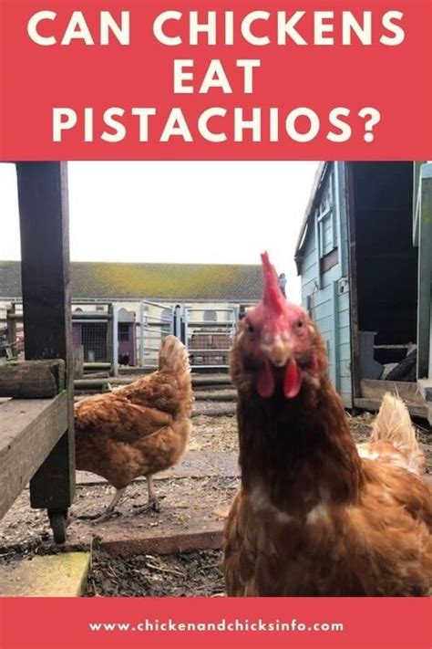 can-chickens-eat-pistachios-other-nuts-chicken image