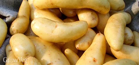 how-to-grow-and-cook-the-tastiest-fingerling-potatoes image
