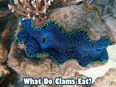 what-do-clams-eat-clams-diet-by-types-what-eats image