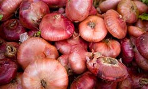 what-are-cipollini-onions-ingredient-and-nutrition image