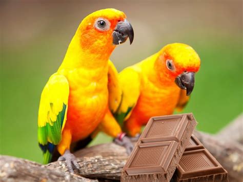 can-birds-eat-chocolate-and-why-clever-pet-owners image