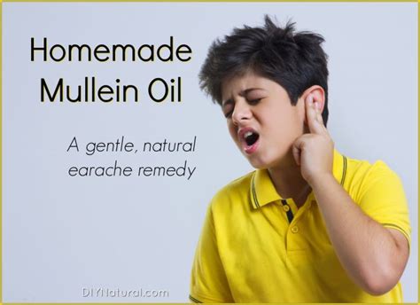 pain-in-the-ear-homemade-mullein-oil-is-a-natural image
