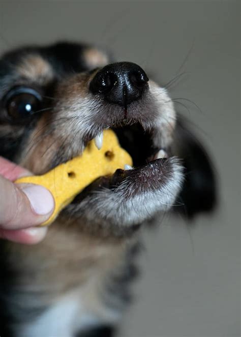 crunchy-gluten-free-dog-treats-just-4-ingredients image