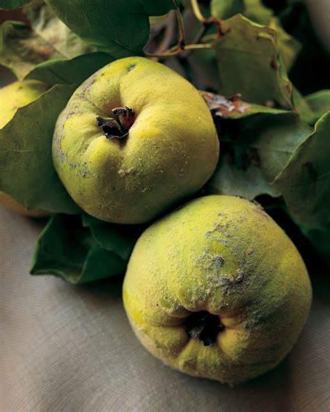 our-favorite-recipes-featuring-quince-a-fragrant-fall-fruit image