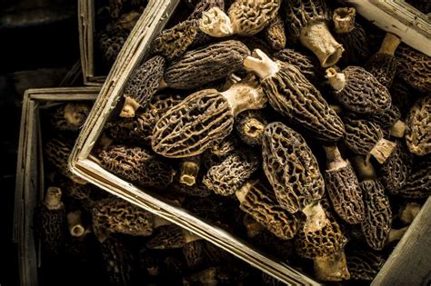 how-to-grill-morel-mushrooms-the-spruce-eats image