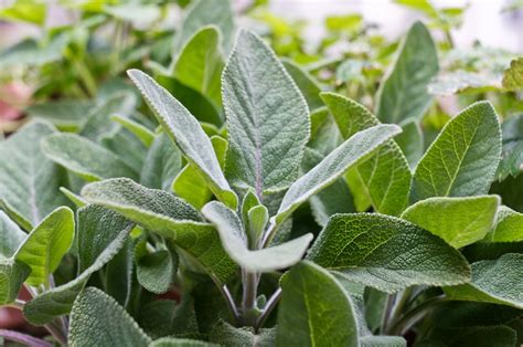 sage-recipes-45-things-to-do-with-fresh-sage image